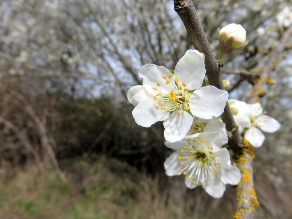 Nature tree springtime