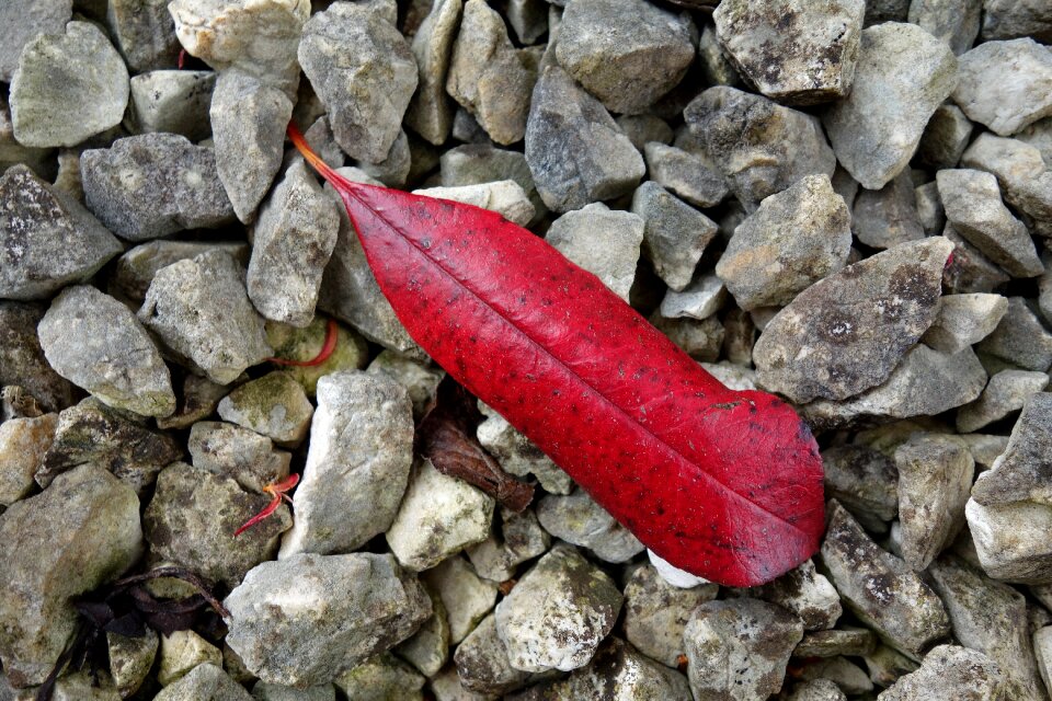 Red grey color