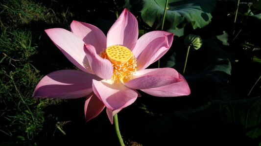 Lotus summer good weather