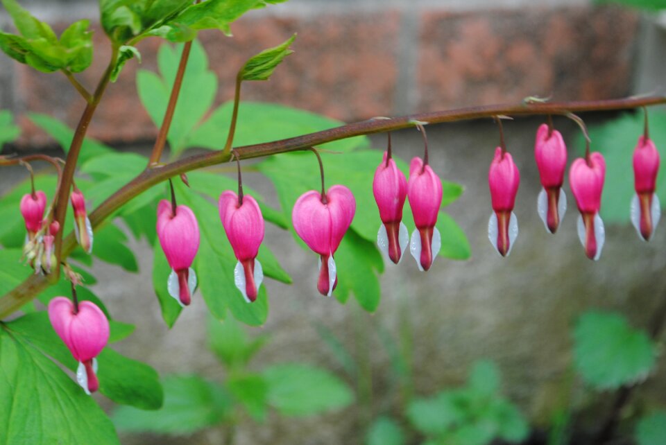 Spring dicentra floral