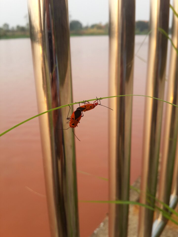 Bug boy