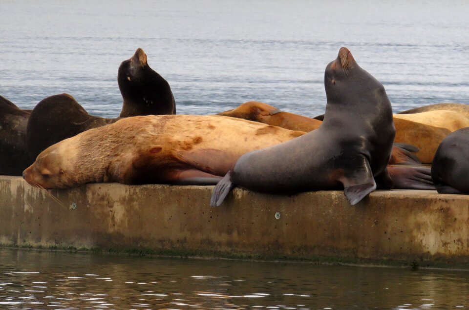 Animal marine mammal waking up