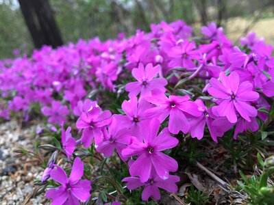 Plants spring purple flowers