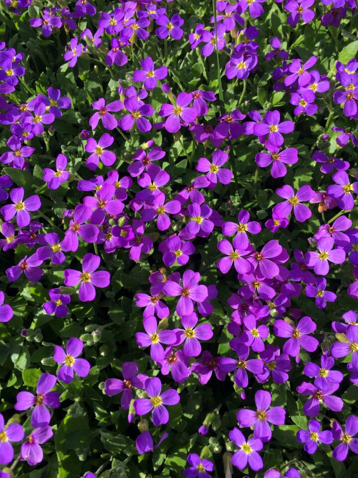 Spring nature purple flowers photo