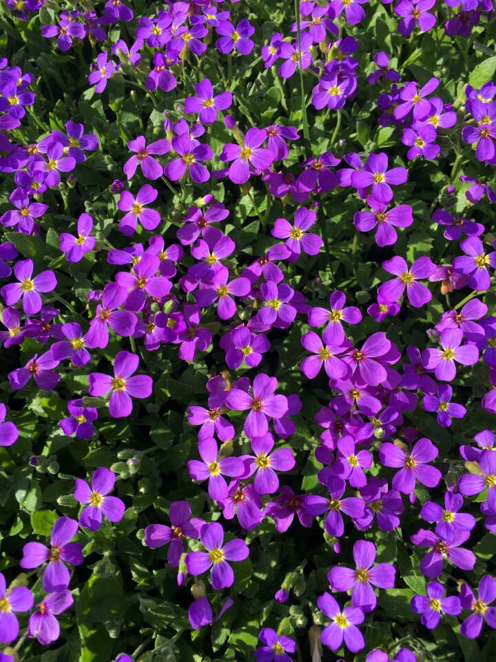 Spring nature purple flowers