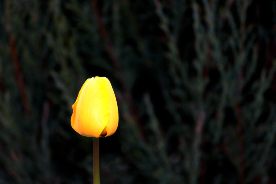 Yellow individually spring