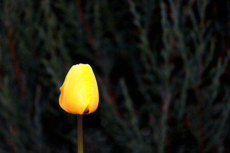 Yellow individually spring photo