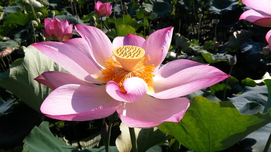 Lotus summer good weather