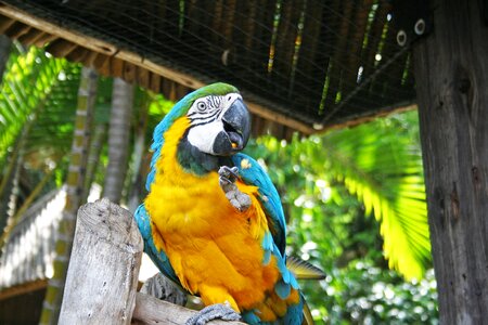 Macaw blue yellow photo