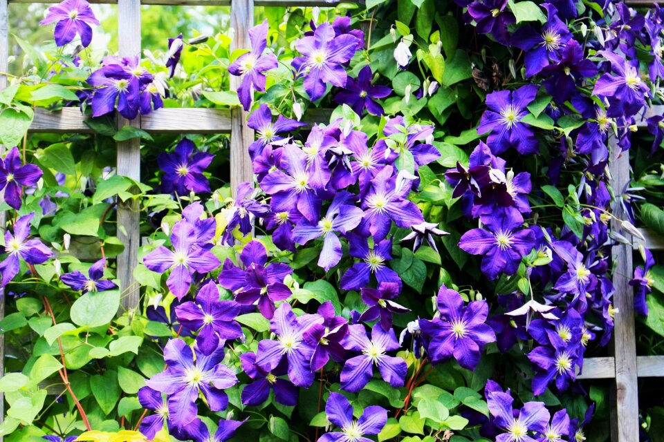 Violet flowers garden summer