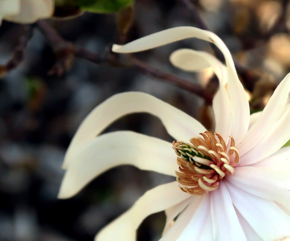 Flowering spring white