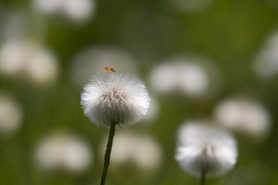 Nature spring seeds was