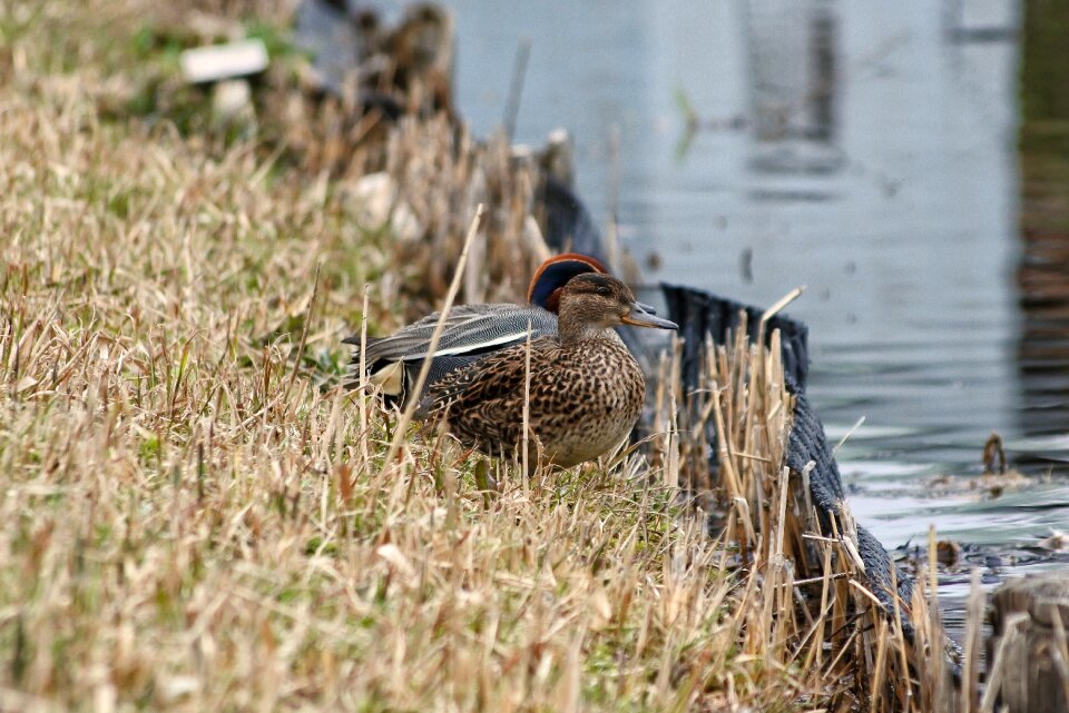 Waterfowl wild birds wild animal
