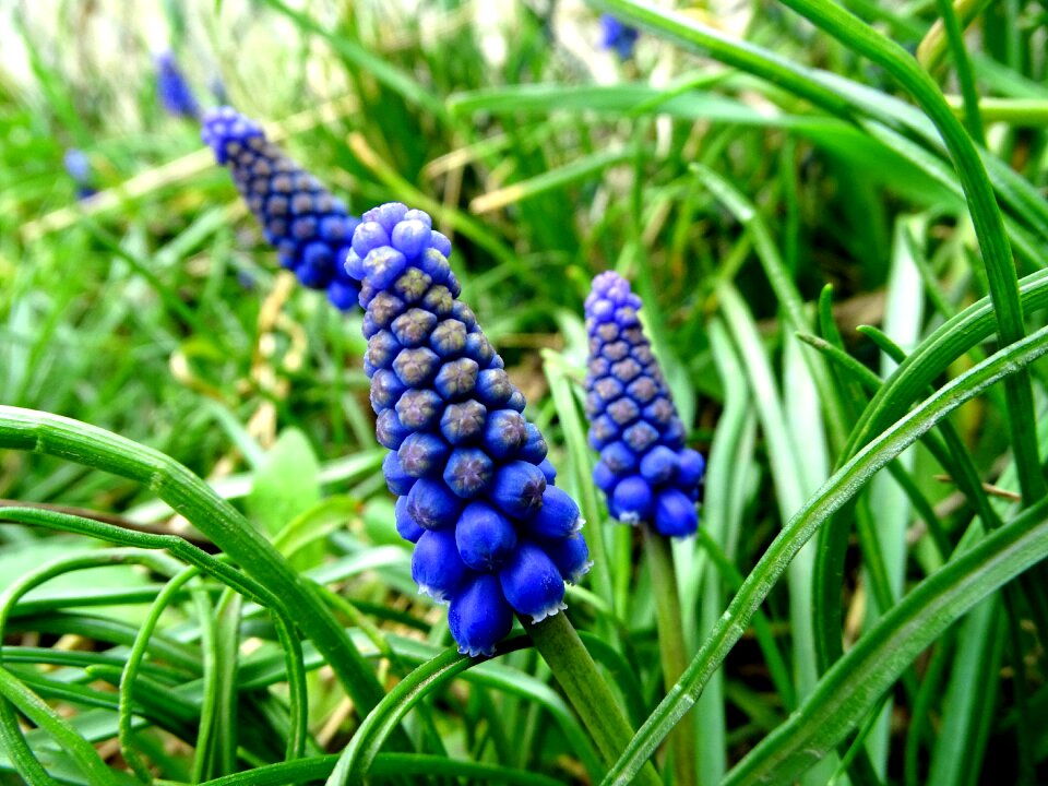 Common grape hyacinth grape-hyacinth onion flowers