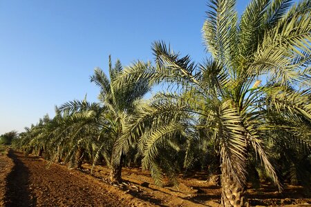 Plantation arecaceae bhuj