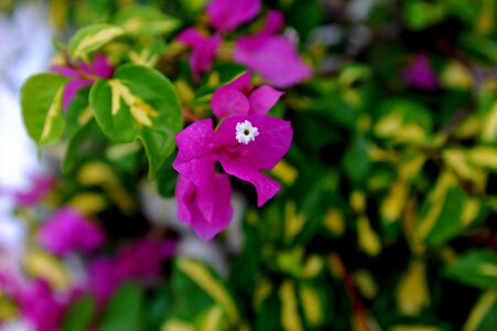 Plant blossom bloom photo