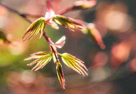 Spring nature wood photo