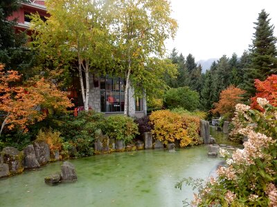 Water river leaf