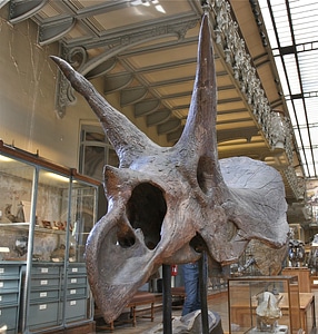 Skull brown skull brown dinosaur