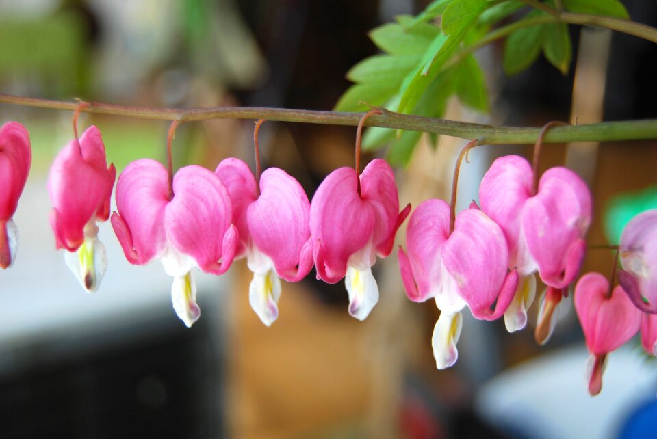 Pink blossom botanical