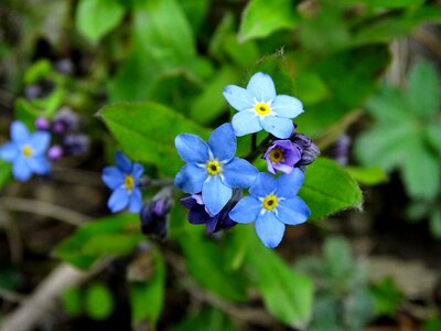 Blue forget me not bloom flower garden