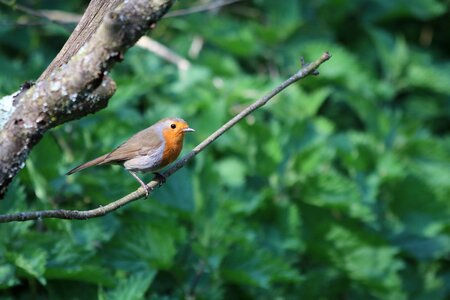 Forest woodland bird