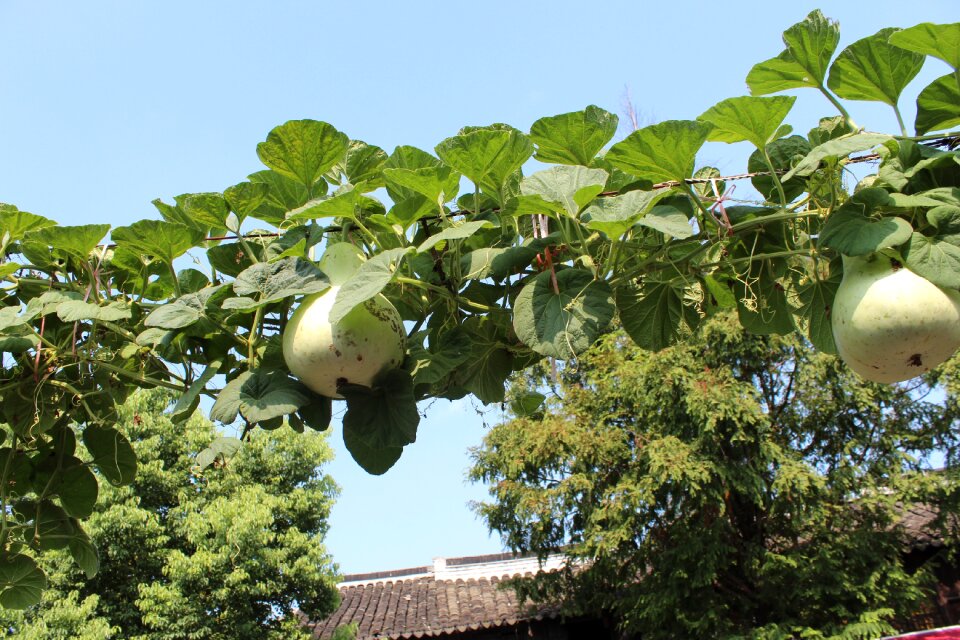 Zhujiajiao the ancient town papaya