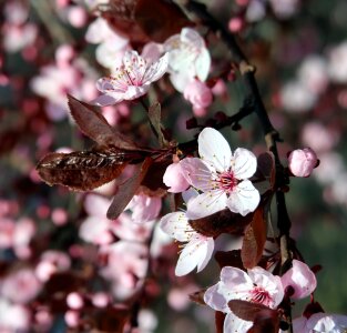Flowering spring pink photo