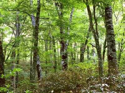 Forest shirakami-sanchi world heritage region