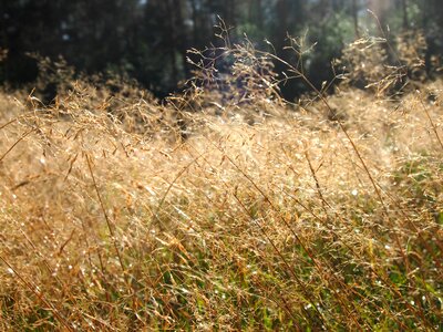 Sunlight elves meadow