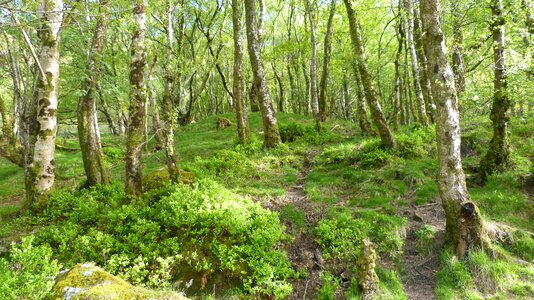 Forest ireland birch