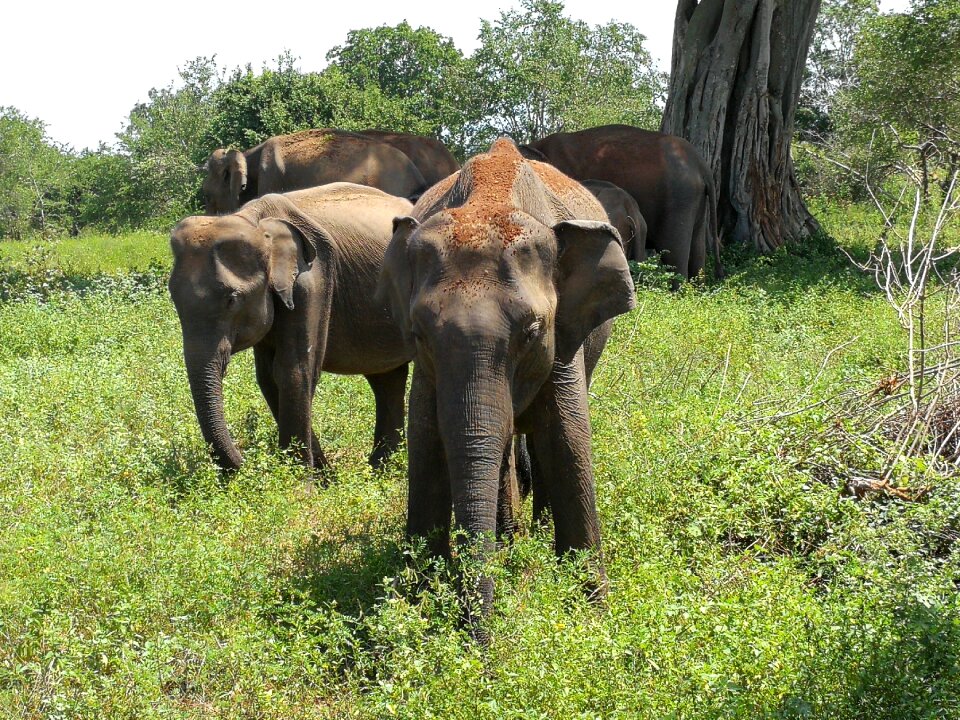 Elephant safari wilderness