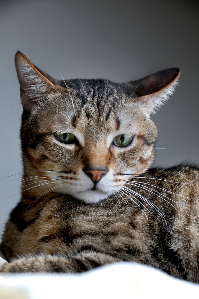 Pet positive note reviews