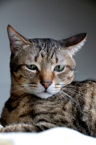 Pet positive note reviews