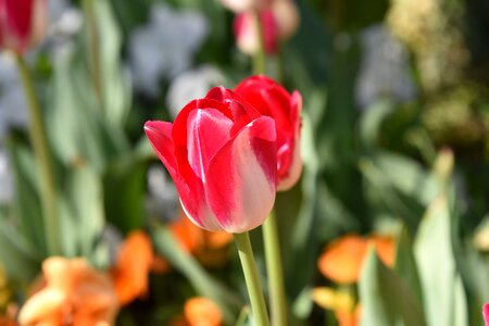 Red plant vivid color photo