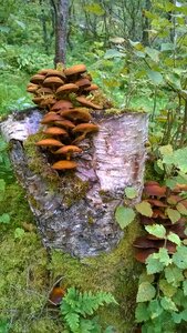 Nature fungi forest