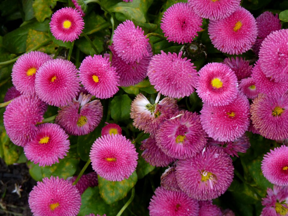 Garden flowers pink flower