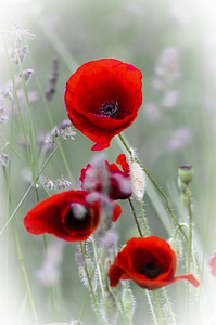 Wild flowers poppies wild