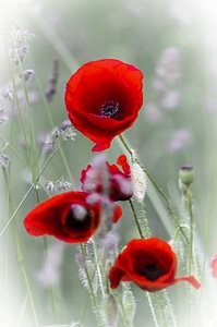 Wild flowers poppies wild photo