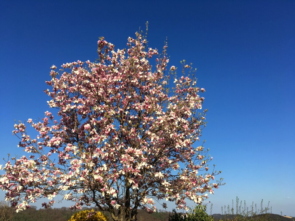 Pink nature blossom