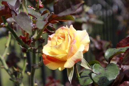 Half of the world flower plant