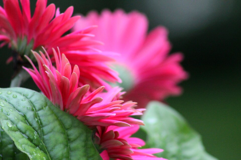 Gerber daisy fresh