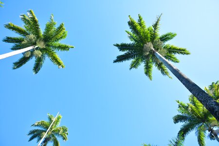 Palm trees garden summer
