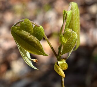 Plant spring new growth