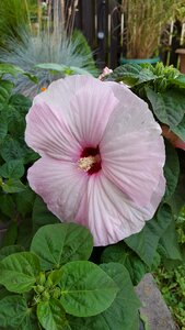 Pink flower hibiscus pink blossom