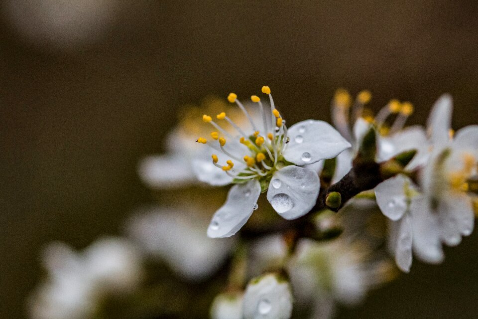 Flower close up nature