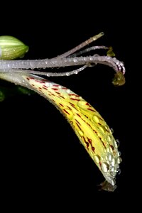 Drops white plant