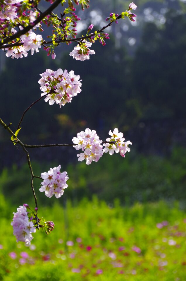 Pink 桵 flowers spring