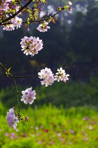 Pink 桵 flowers spring