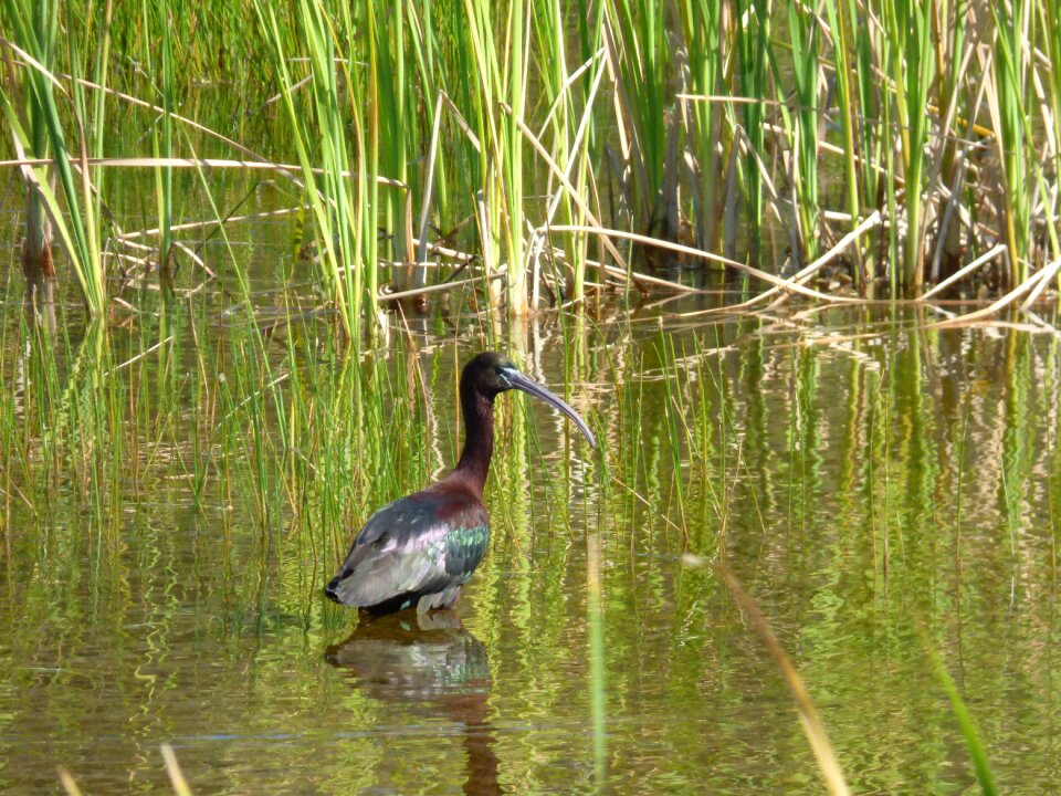 Water animal fauna